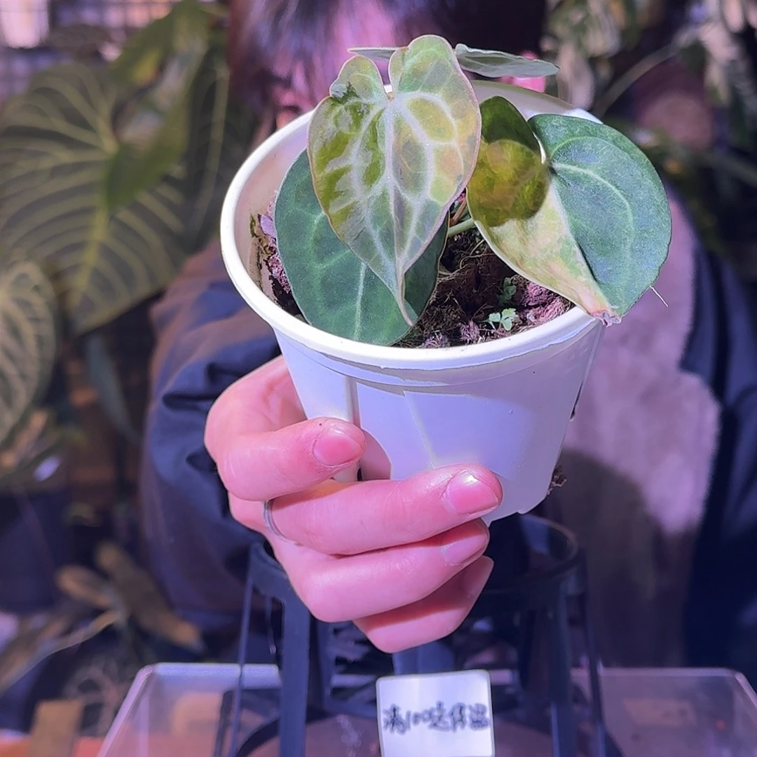 大部分花苞少量开放H386克莱恩锦