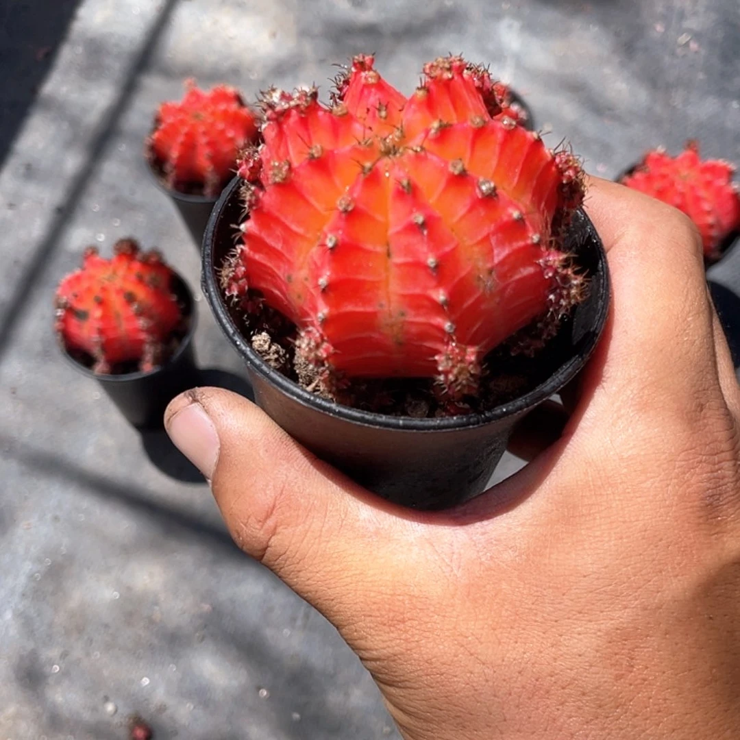 五彩牡丹带盆发货