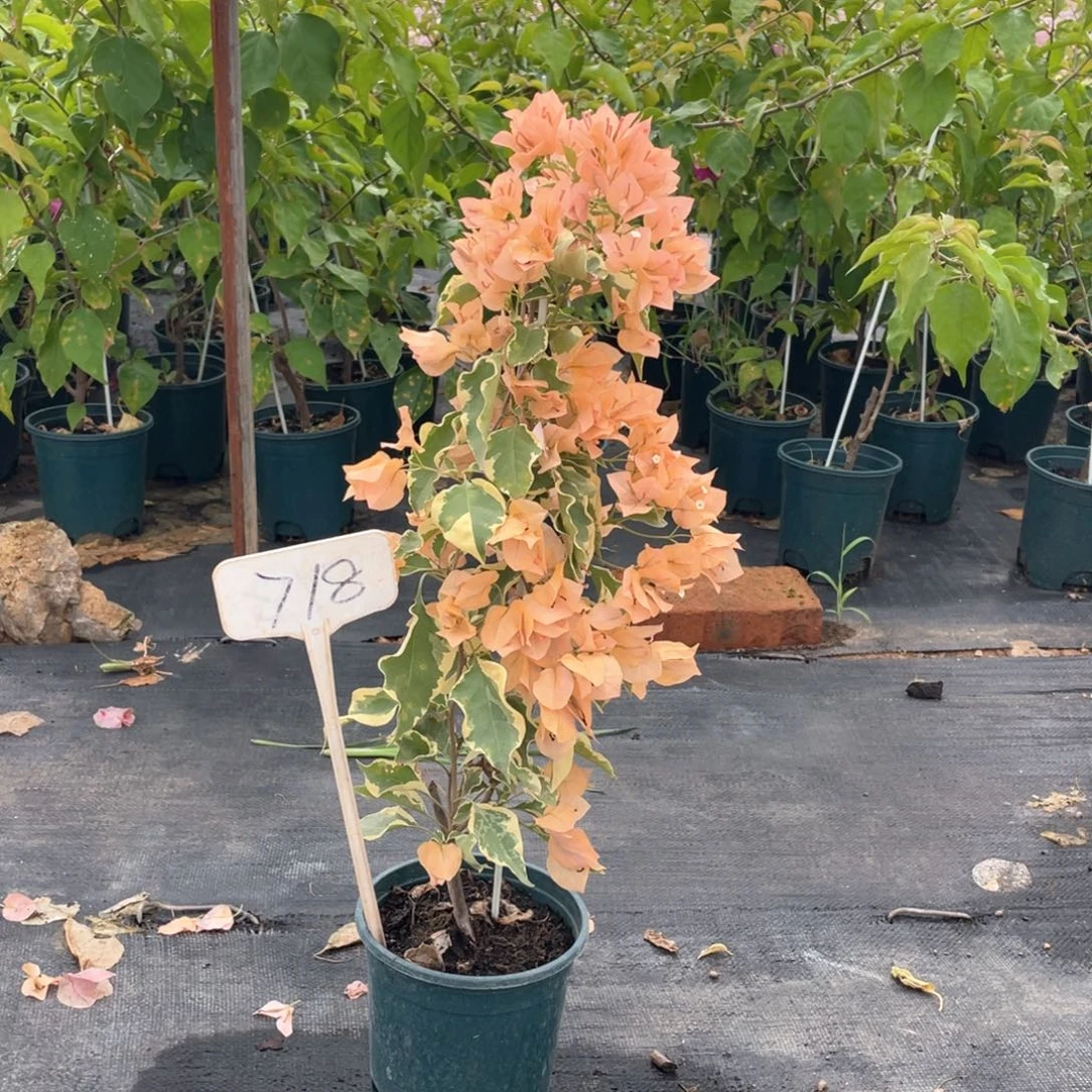 四***你大量花朵（建议范围：8朵-15朵 或40%以上）马斯718