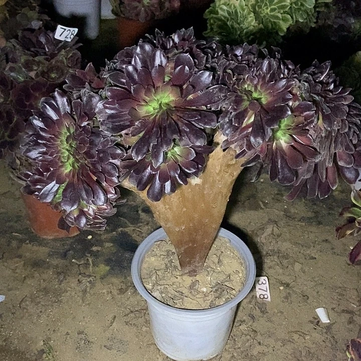 瓯紫缀不包断裸根