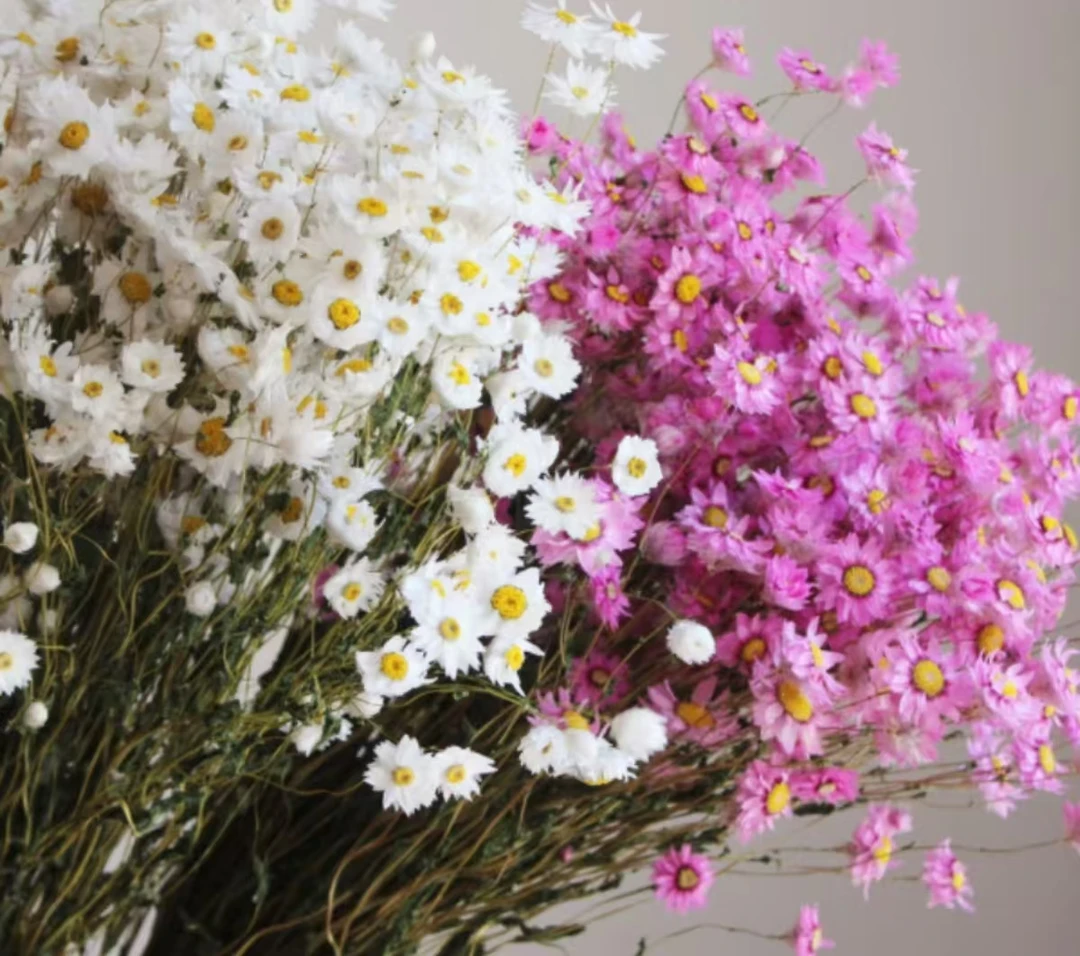 [鲁丹鸟、罗丹斯鲜花] 进口小众花材花期长可做干花