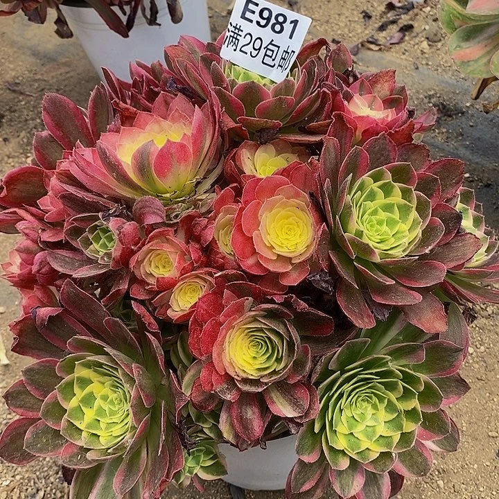 多肉海仙981多肉多头