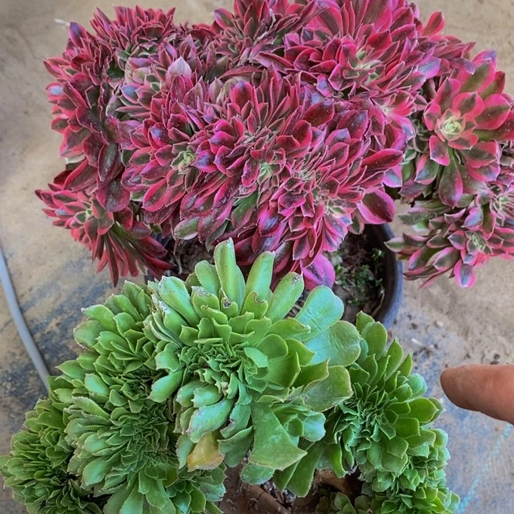 粉女巫➕香炉盘缀化多肉1颗