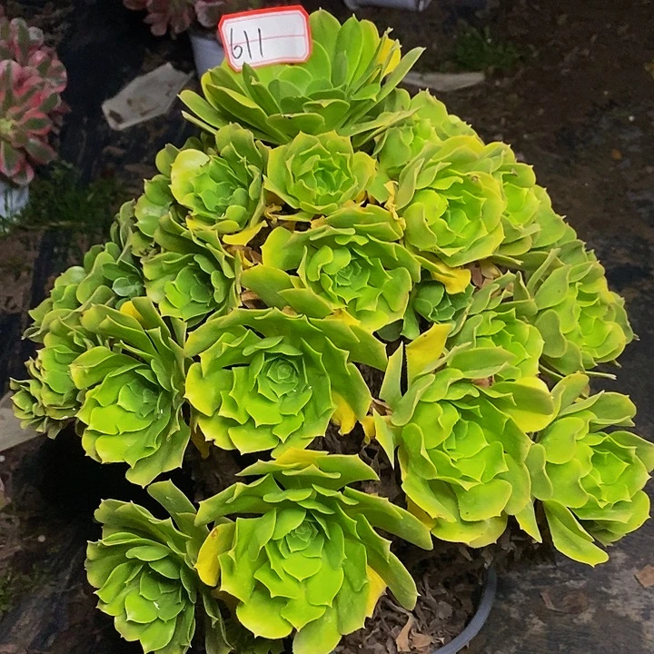 绿羊绒老桩捧花611好