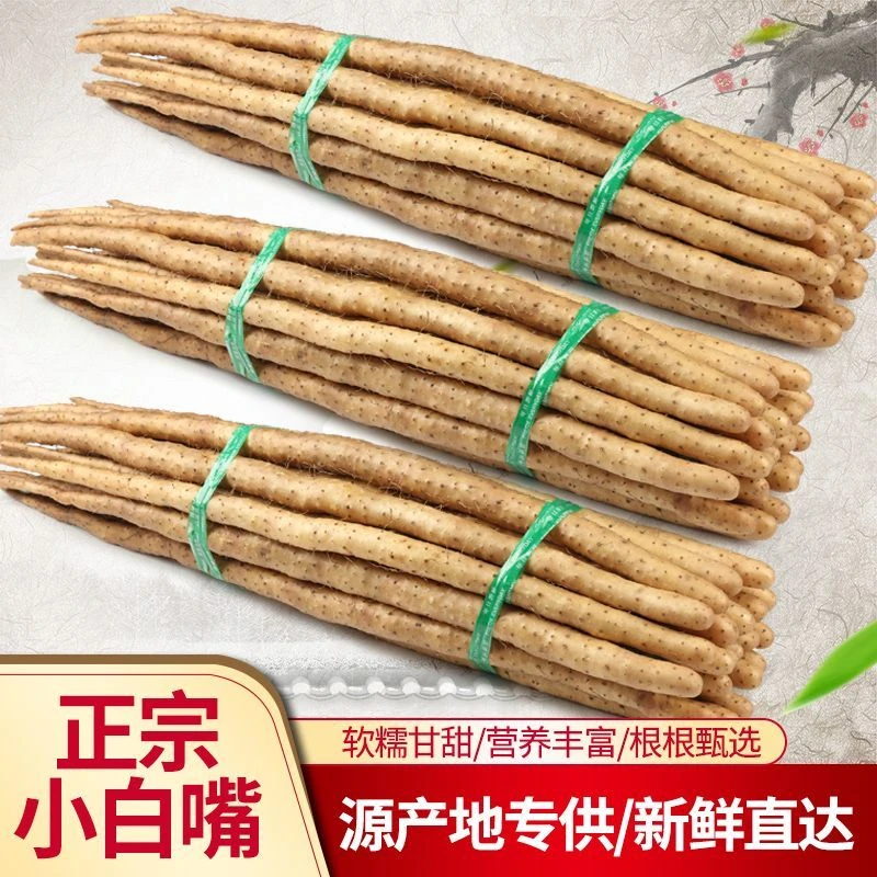 河北蠡县正宗小白嘴原产地直发80公分