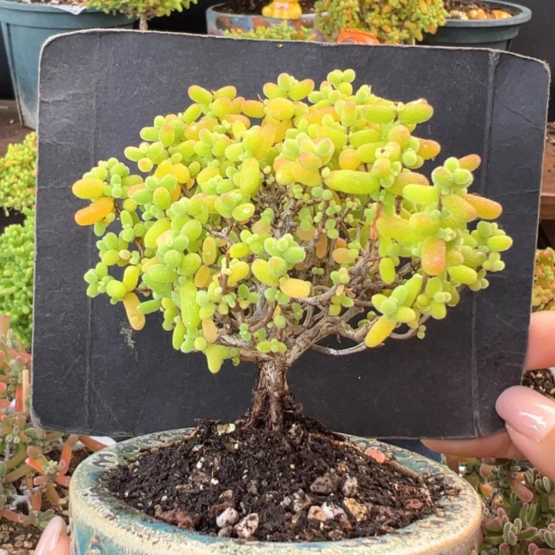 【闪购商品】dy6391金桔糖球冠幅8cm不含盆