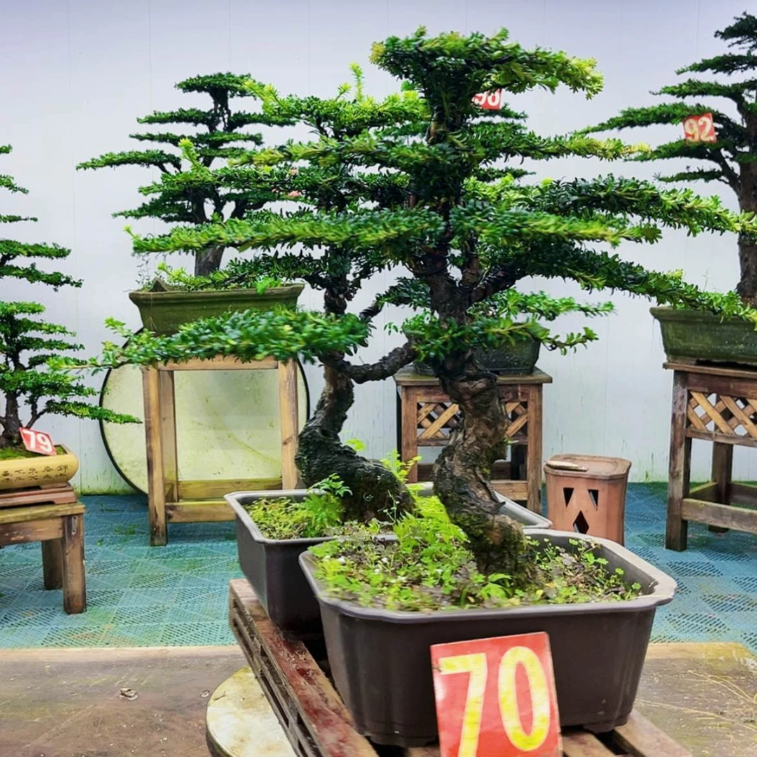 【闪购商品】无花朵