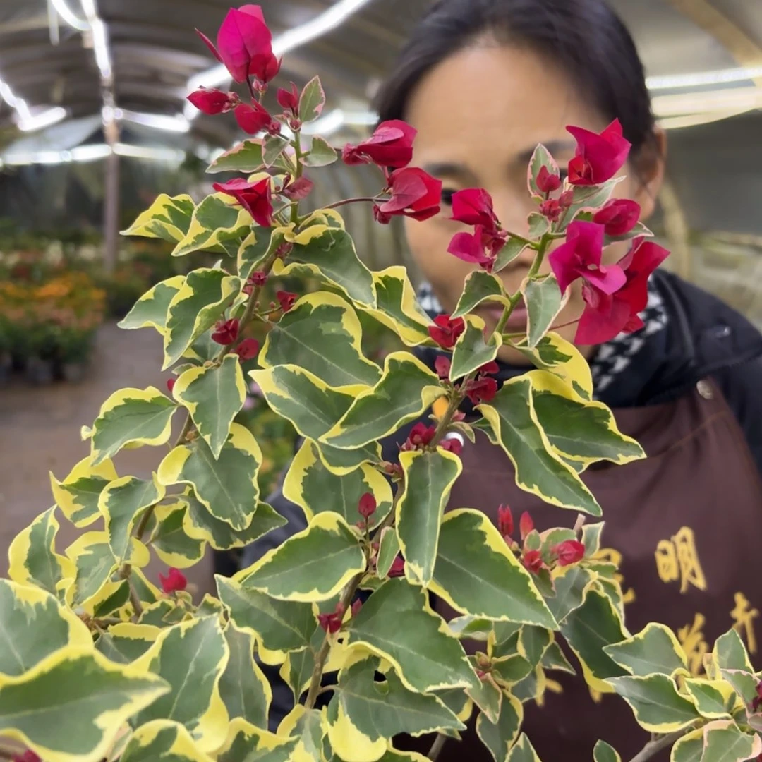 无花朵（花叶大红）三角梅会落花落叶苗有大有小