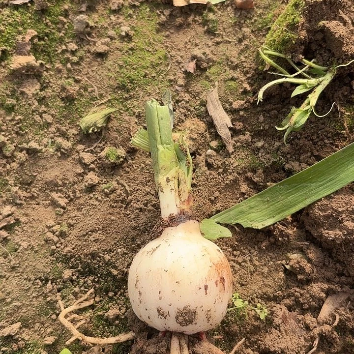 爱***年鬼魅五左右有标带土