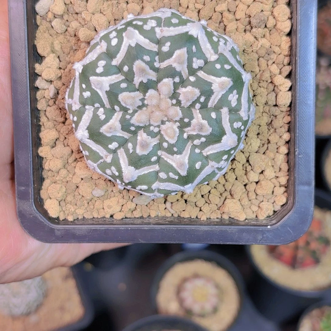 泰系实生兜仙人球39号