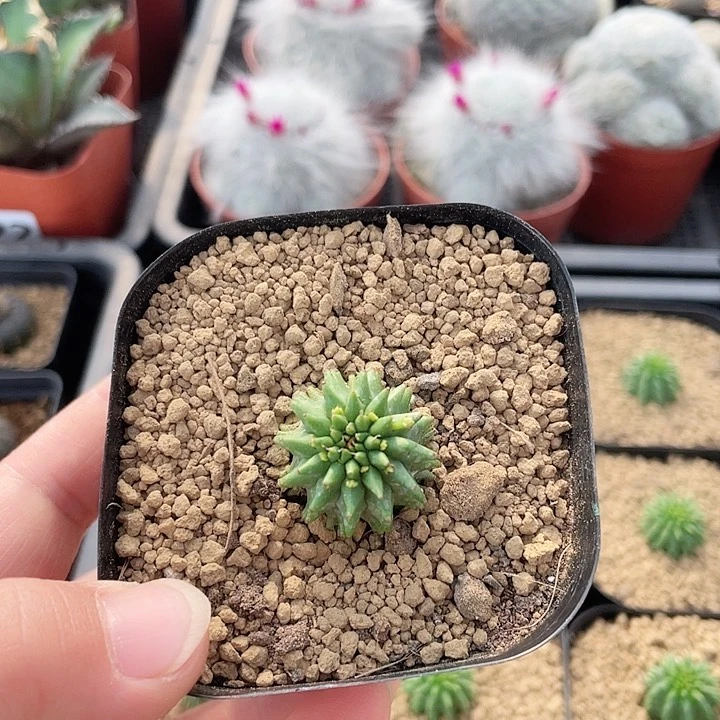 058海胆大戟仙人球