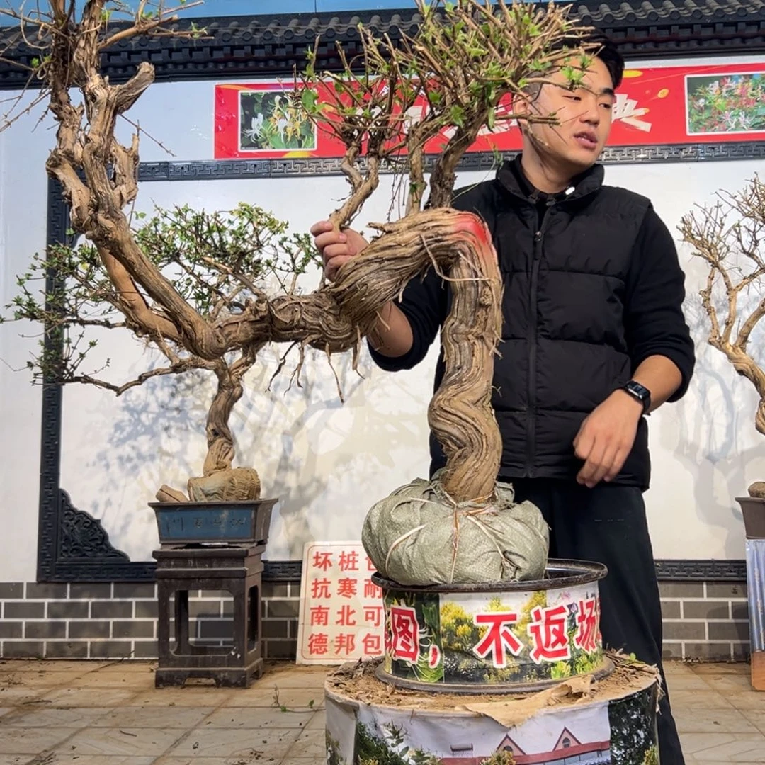 无花朵金银花开花3555888