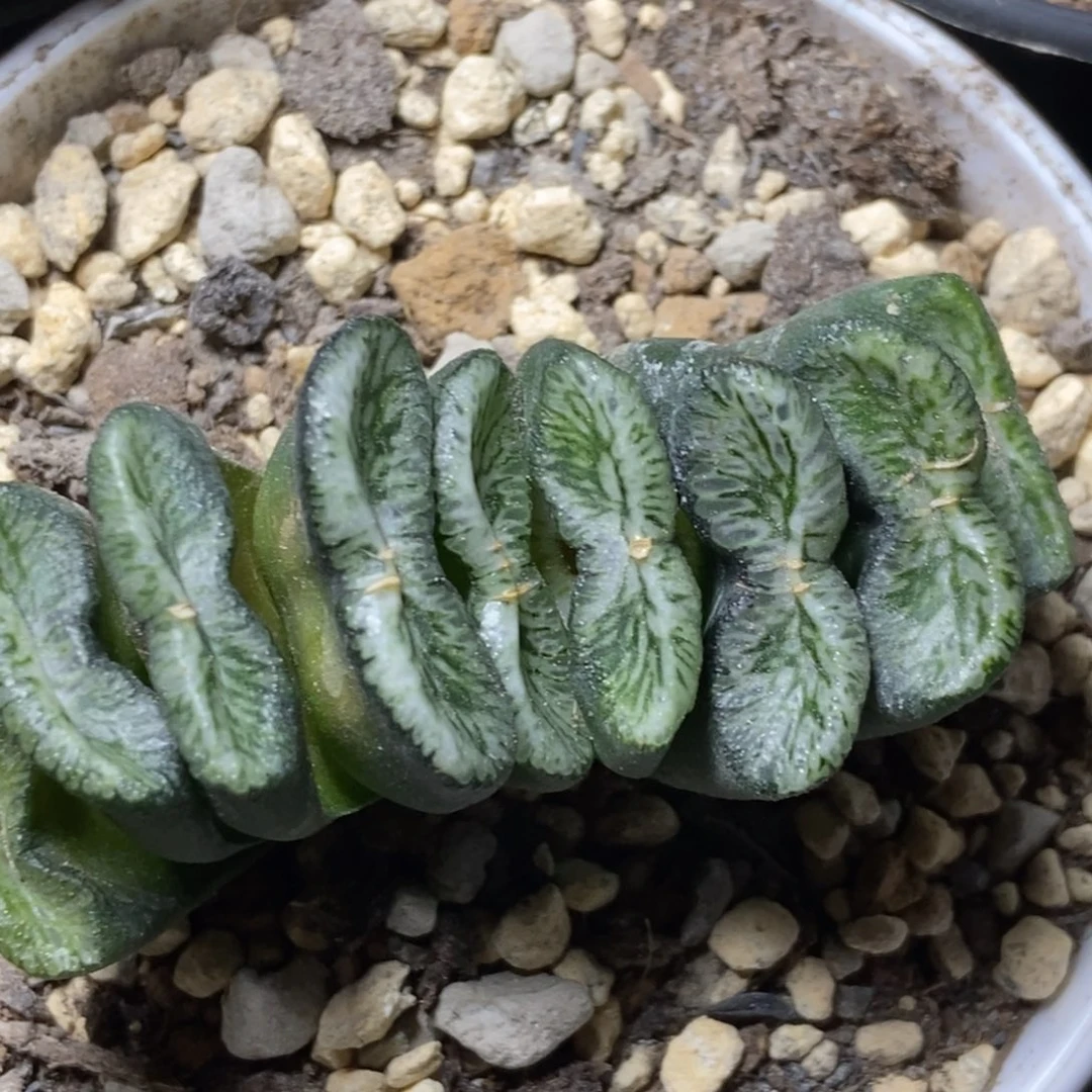 Tyt-1玉扇一物一拍的