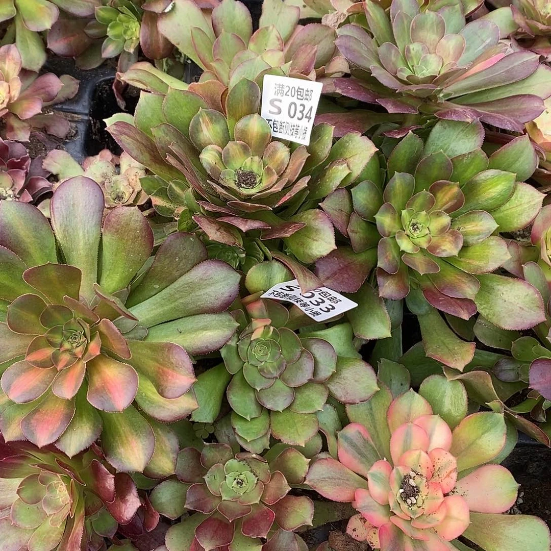 萧**姐034韶羞七彩多肉