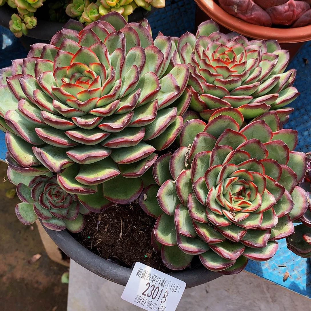 依***柏肉酱玫瑰23018多肉多肉