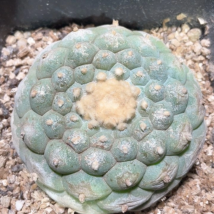 仙人球落地8公分49