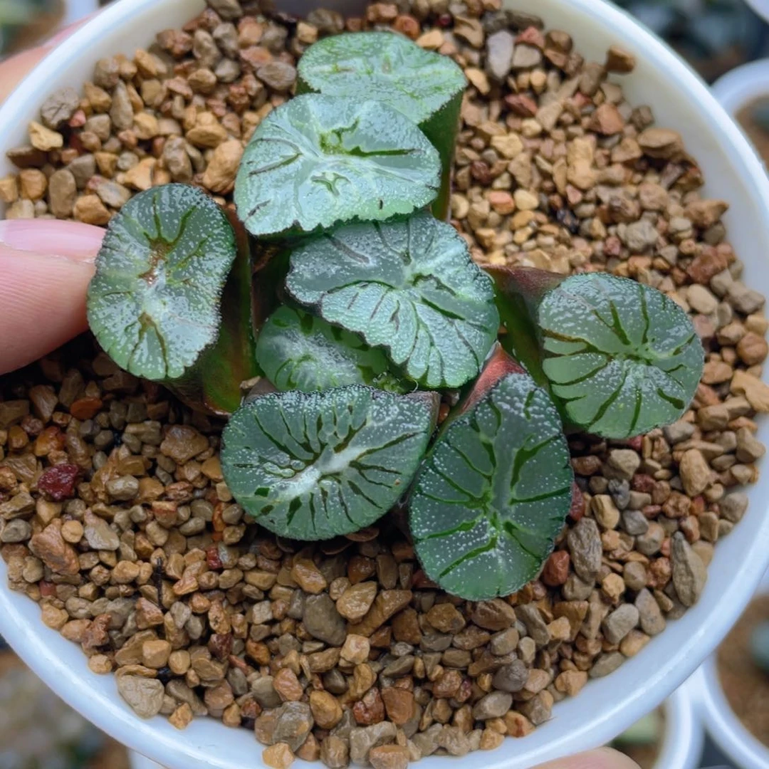 巨大化紫万象十二卷