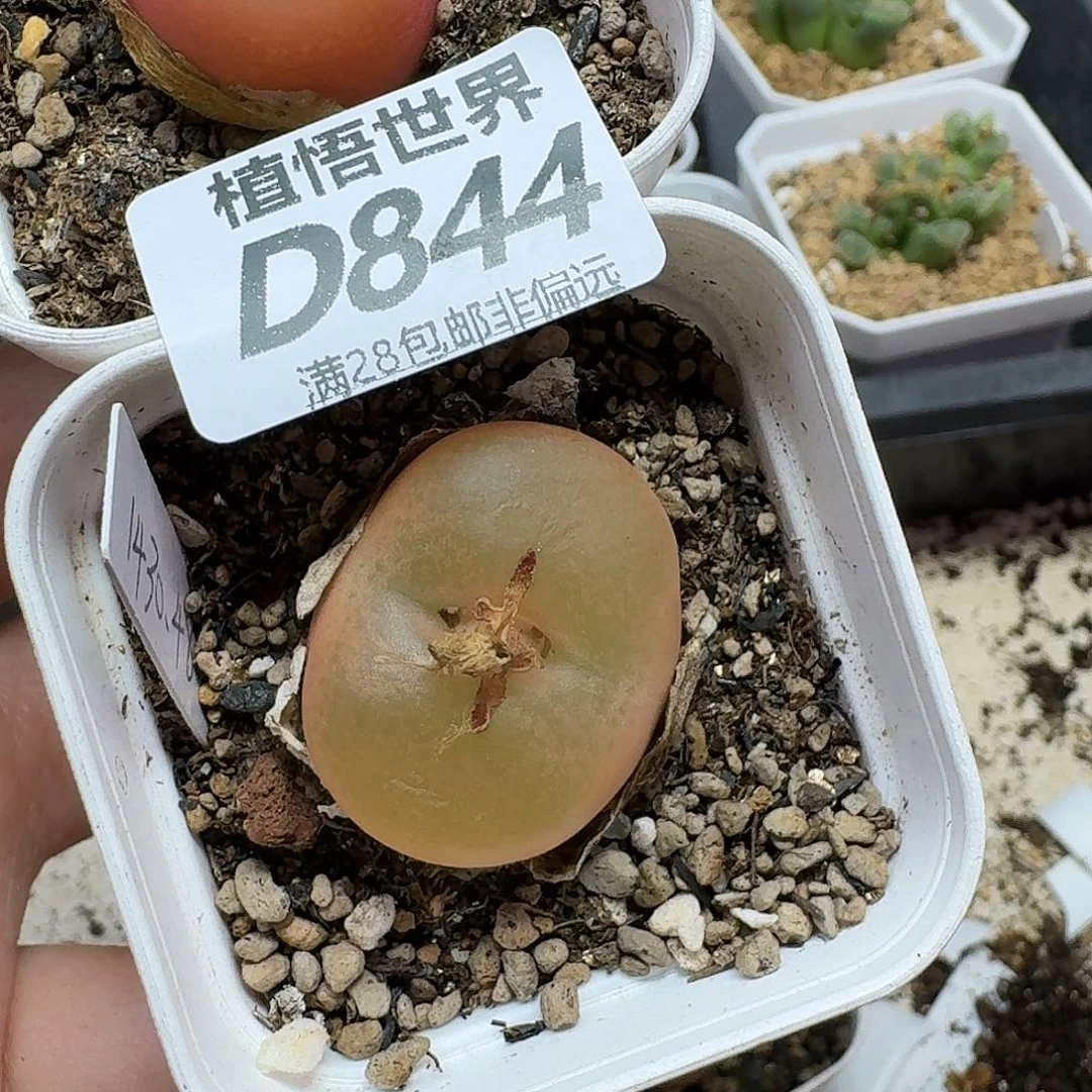 多肉植物的润泽fvbbn