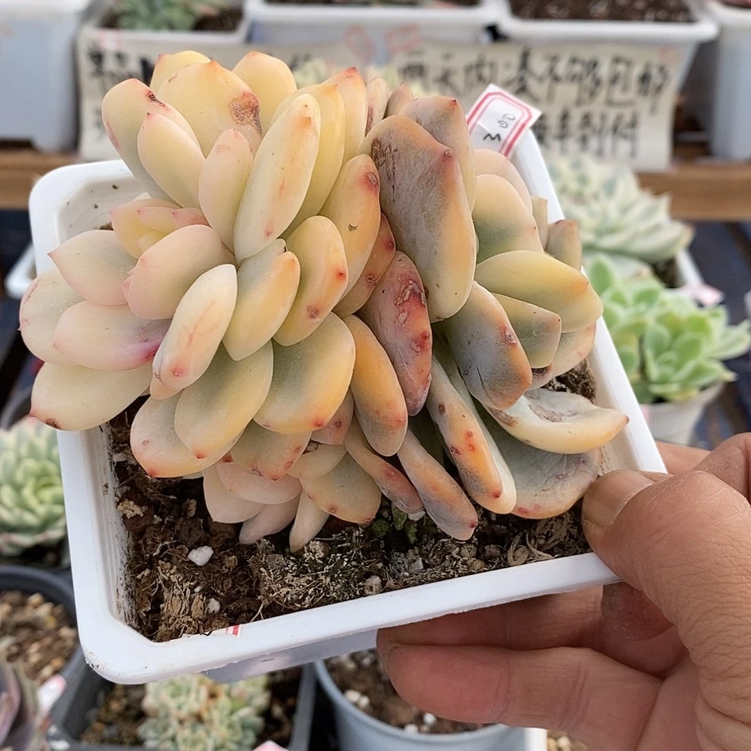 14300 星影宽覆轮锦群