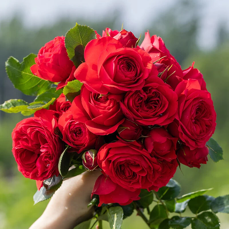 耐寒特大浓香四季开花树桩月季玫瑰花苗阳台庭院盆栽