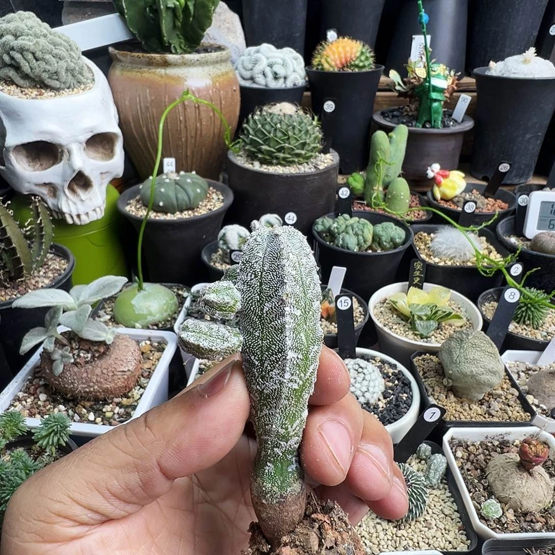 鸾凤阁脱土发货不带盆