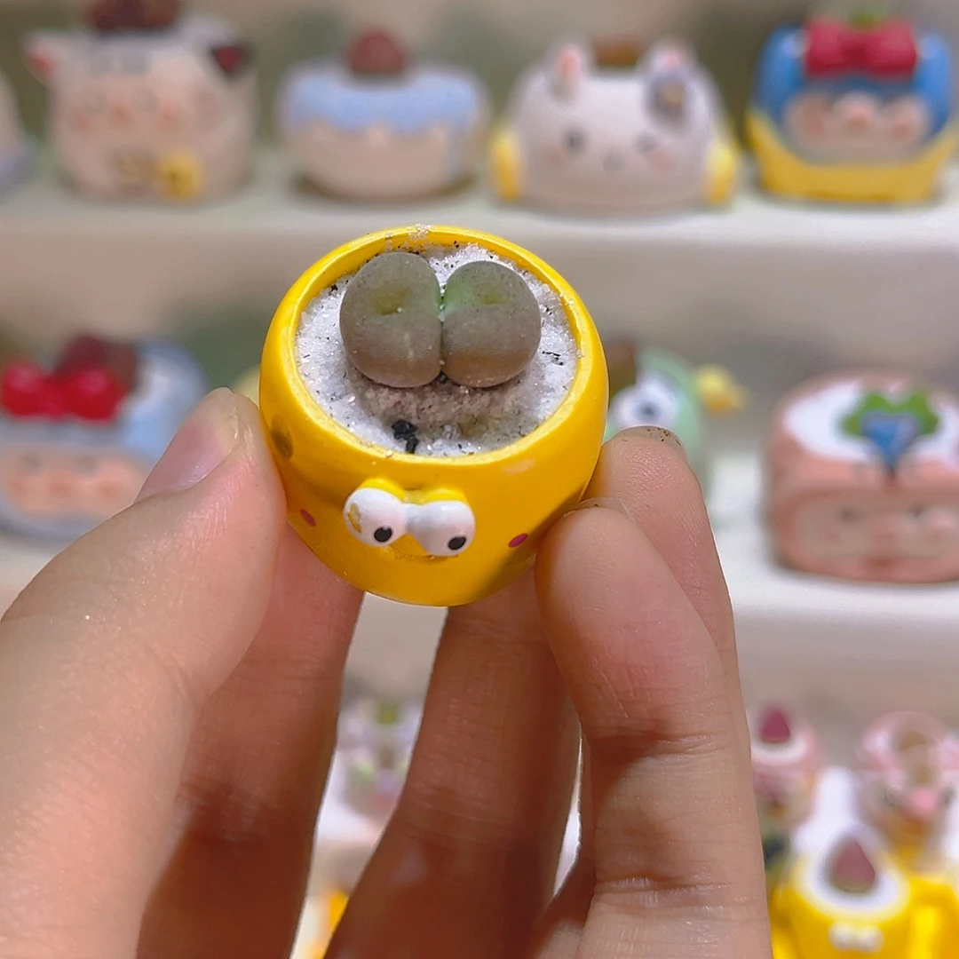 027空卡佛带盆带土