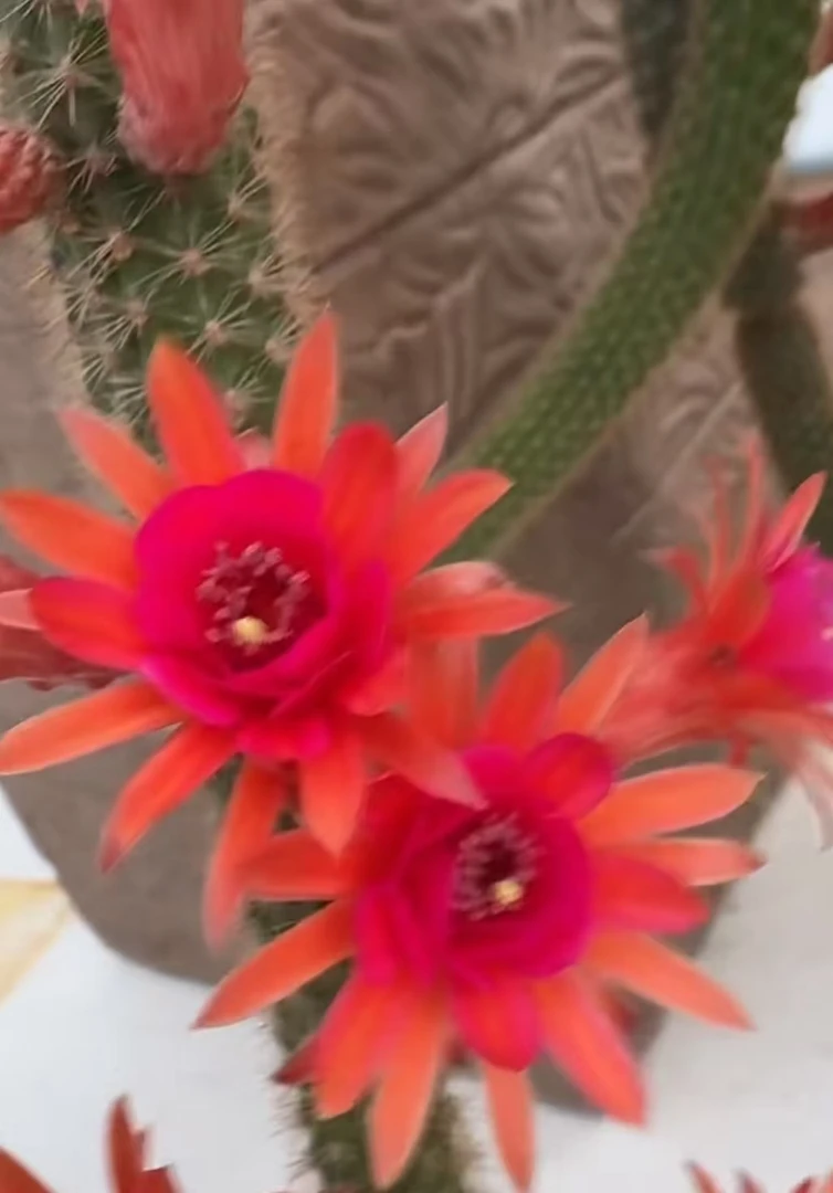 多头紫水晶金妞    仙人球夏型种绿植盆栽桌面阳台