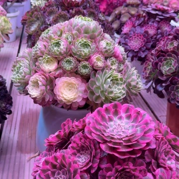 小*多肉植物法师盆2个