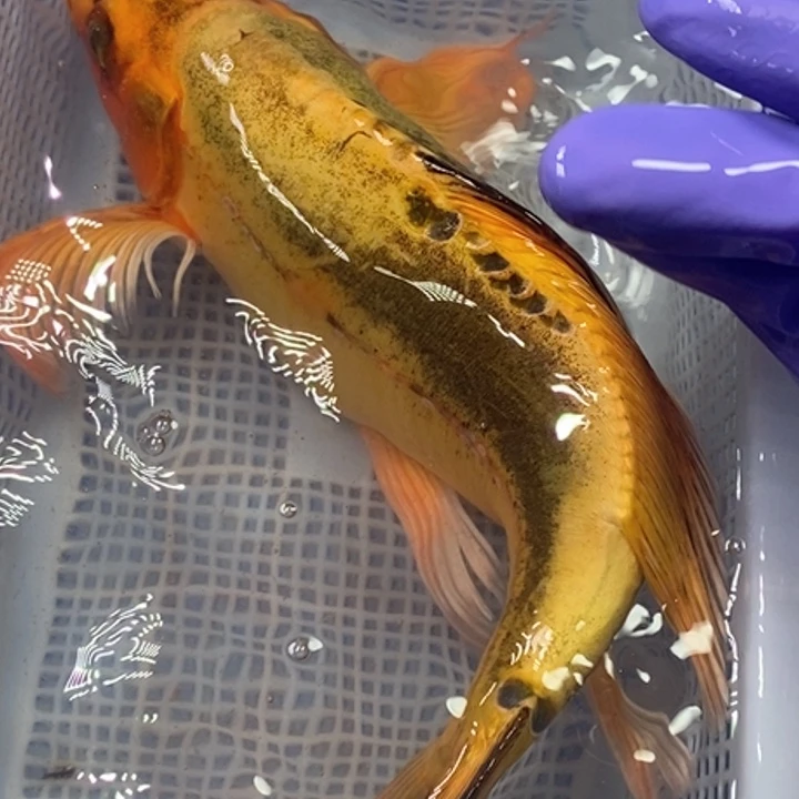 锦鲤冷水锦鲤包邮