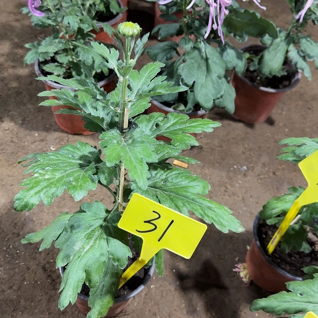 榕***下当前无花栽培后可以开花31