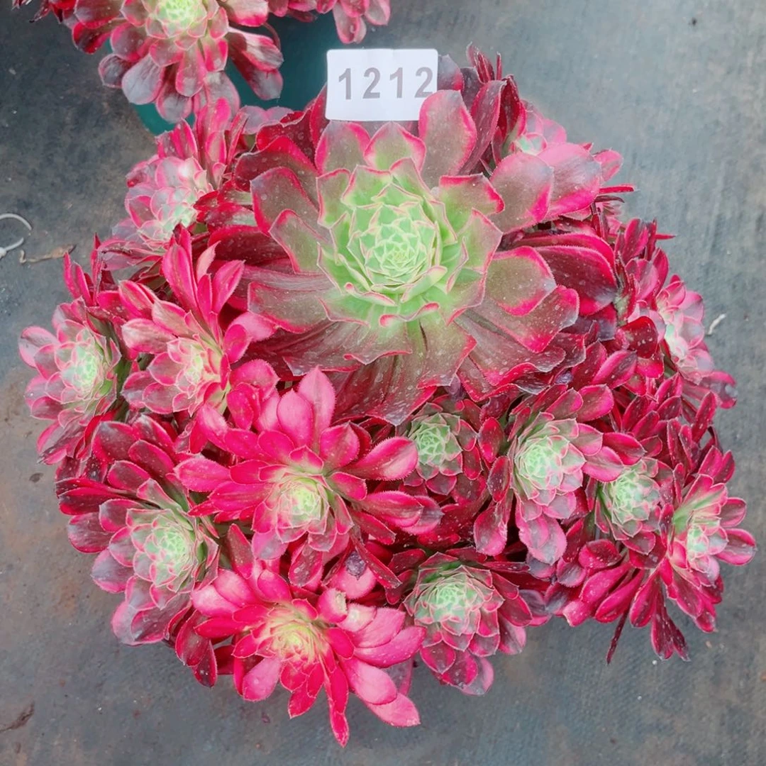 天合大宝塔多肉发货发货