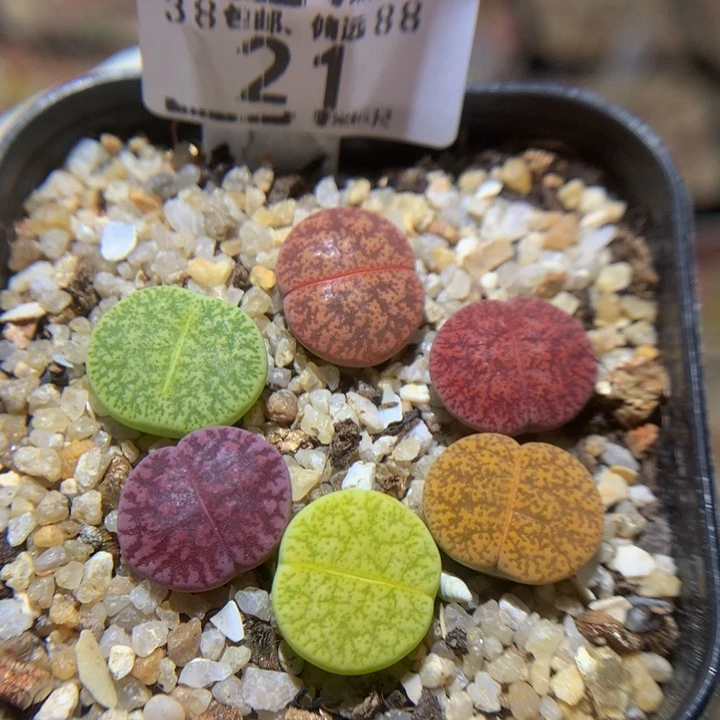 Sss精品生石花多肉21