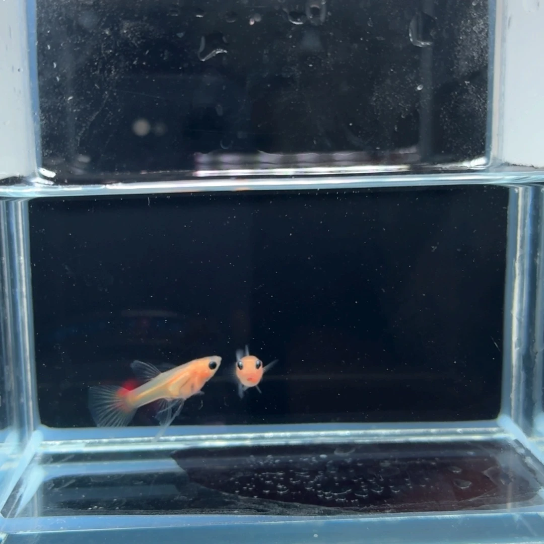 孔雀鱼黄肉c一对（11）