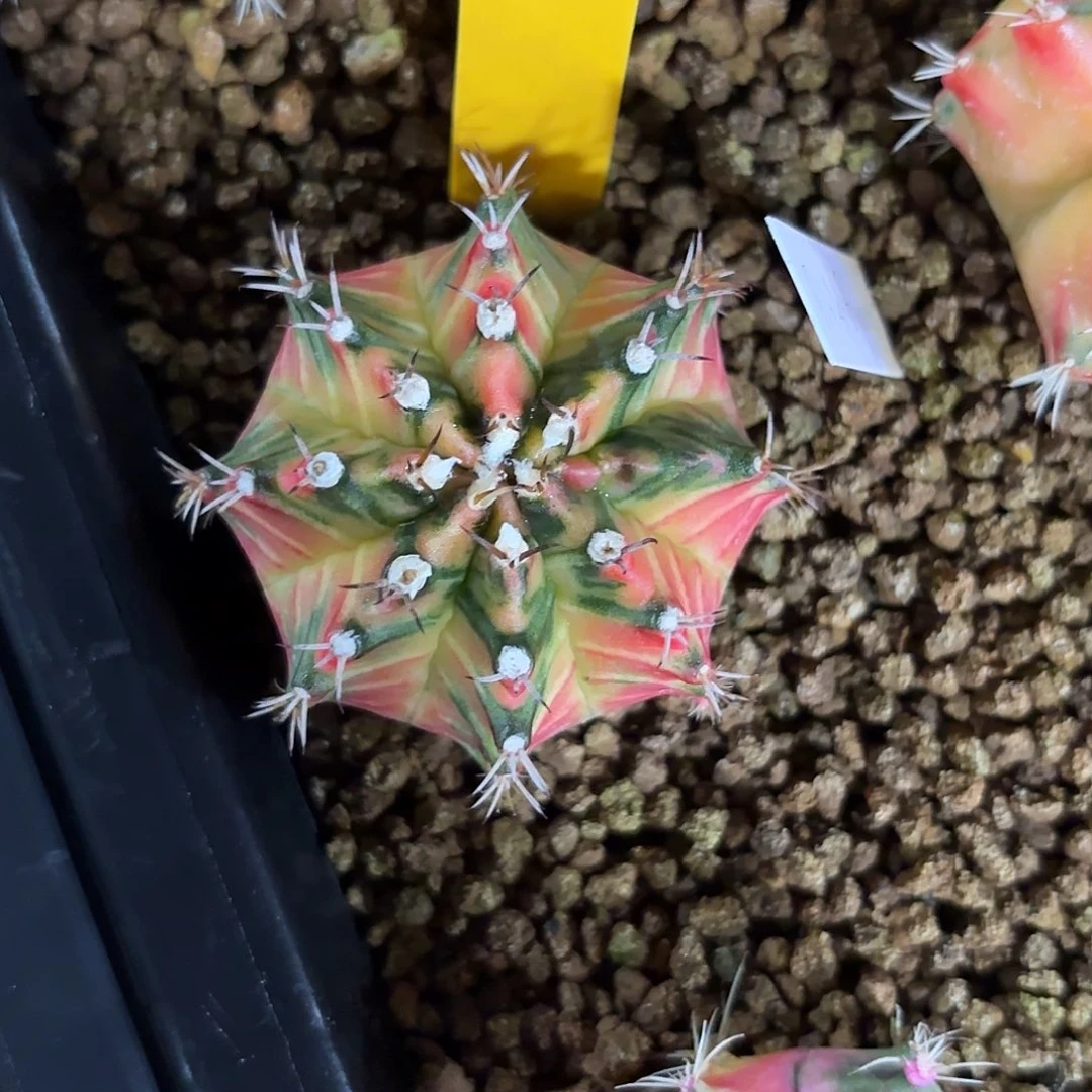 101-1012泰国发货多肉