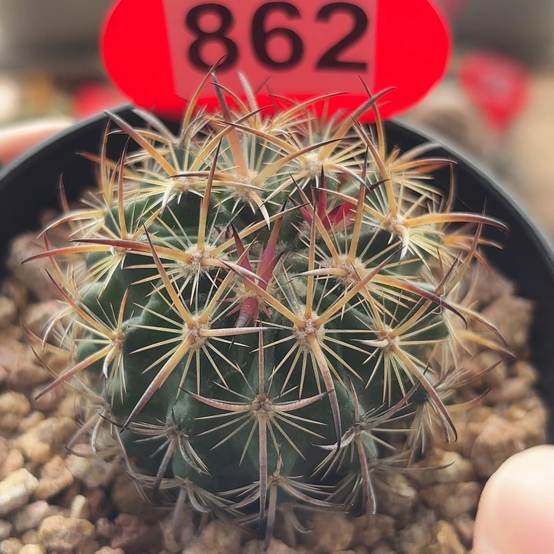 仙人球实生琥爪玉