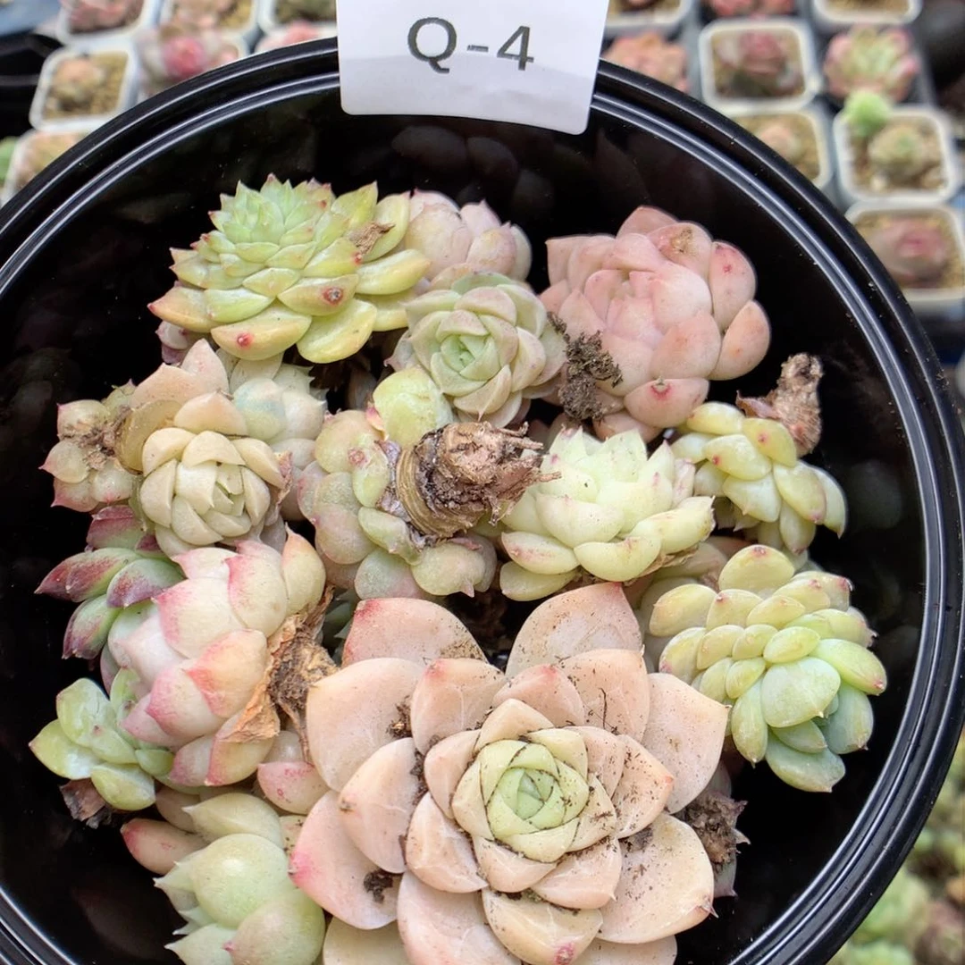 Q4 柿子多肉20包邮两天凑单，偏远地区不发货