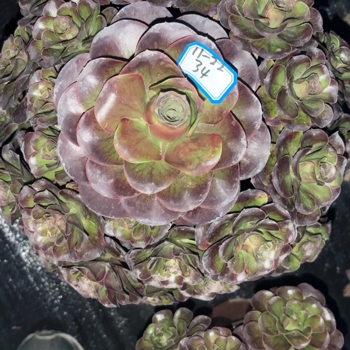 魅金玫瑰多肉法师不包损34