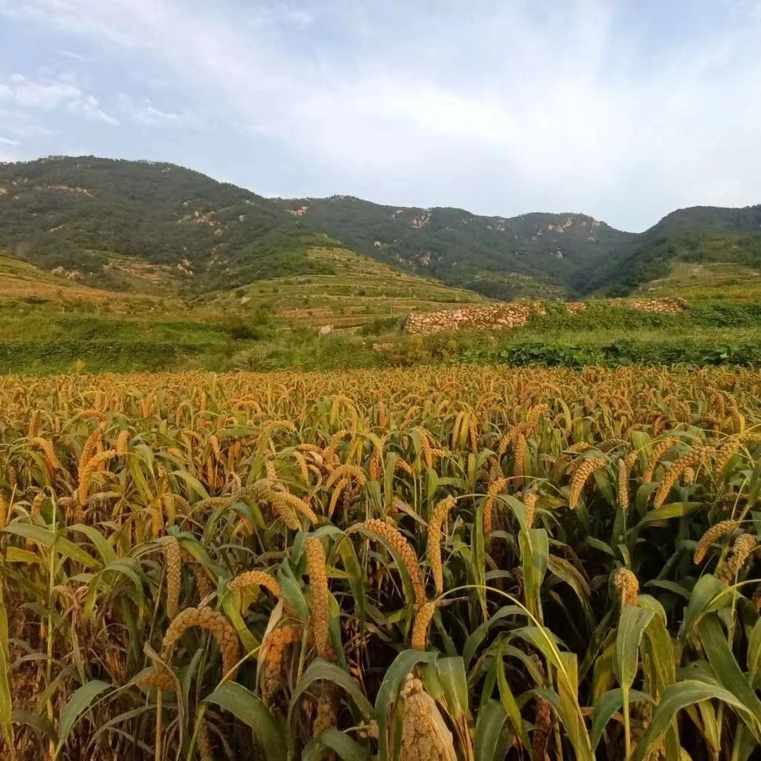 行走的农村严选5斤米包邮
