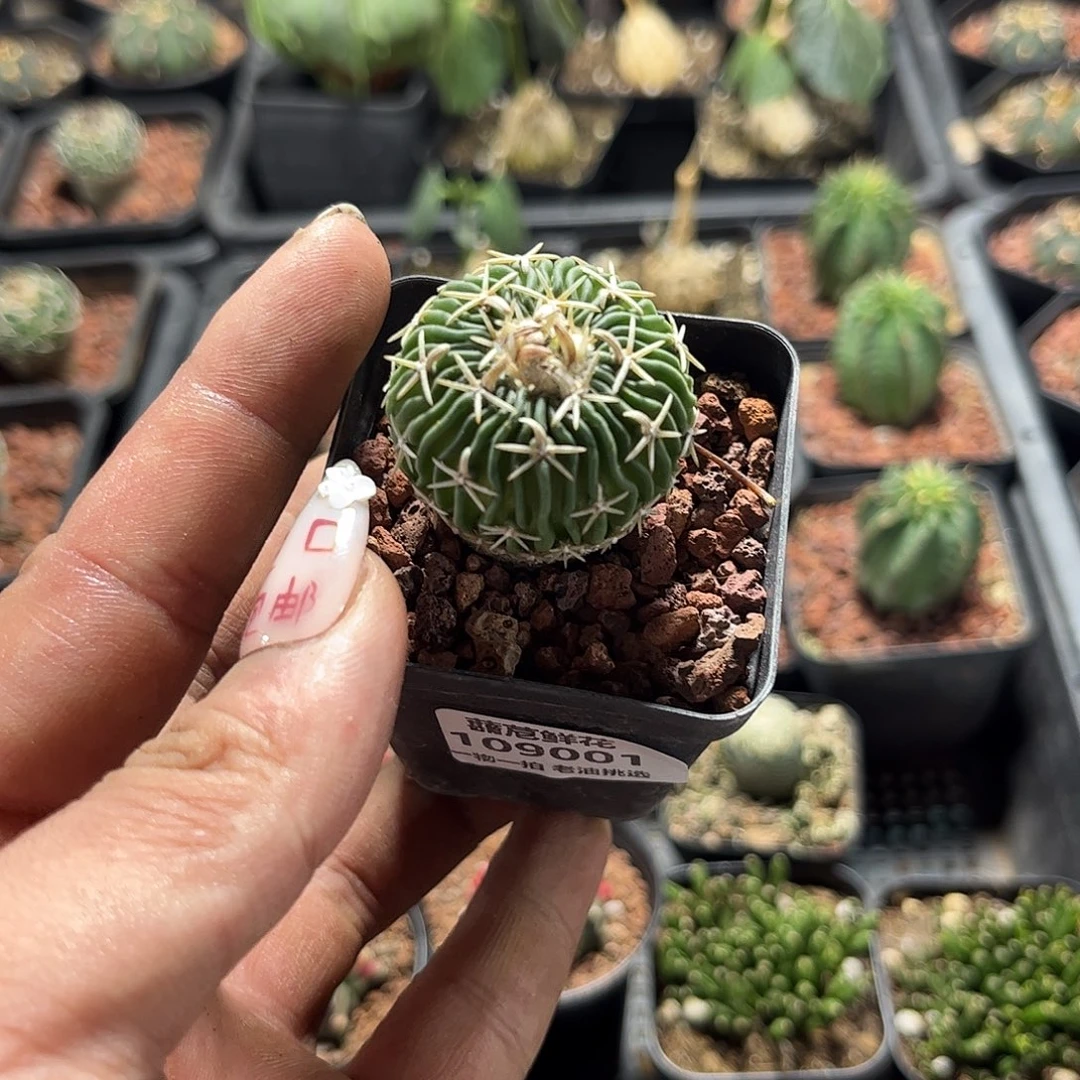 C****n109001一物一拍单头