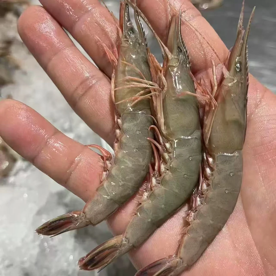 【小号滑皮虾4斤】台州东海野生硬壳虾 硬冲虾 1斤100头左右