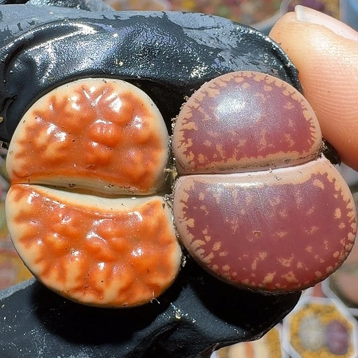 11122生石花。   178