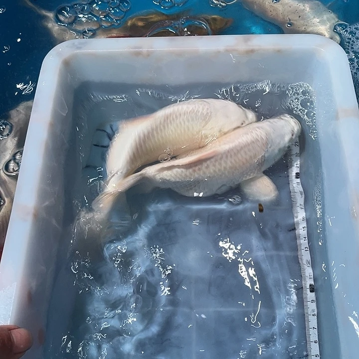 蝴蝶鲤鱼渔场直发32