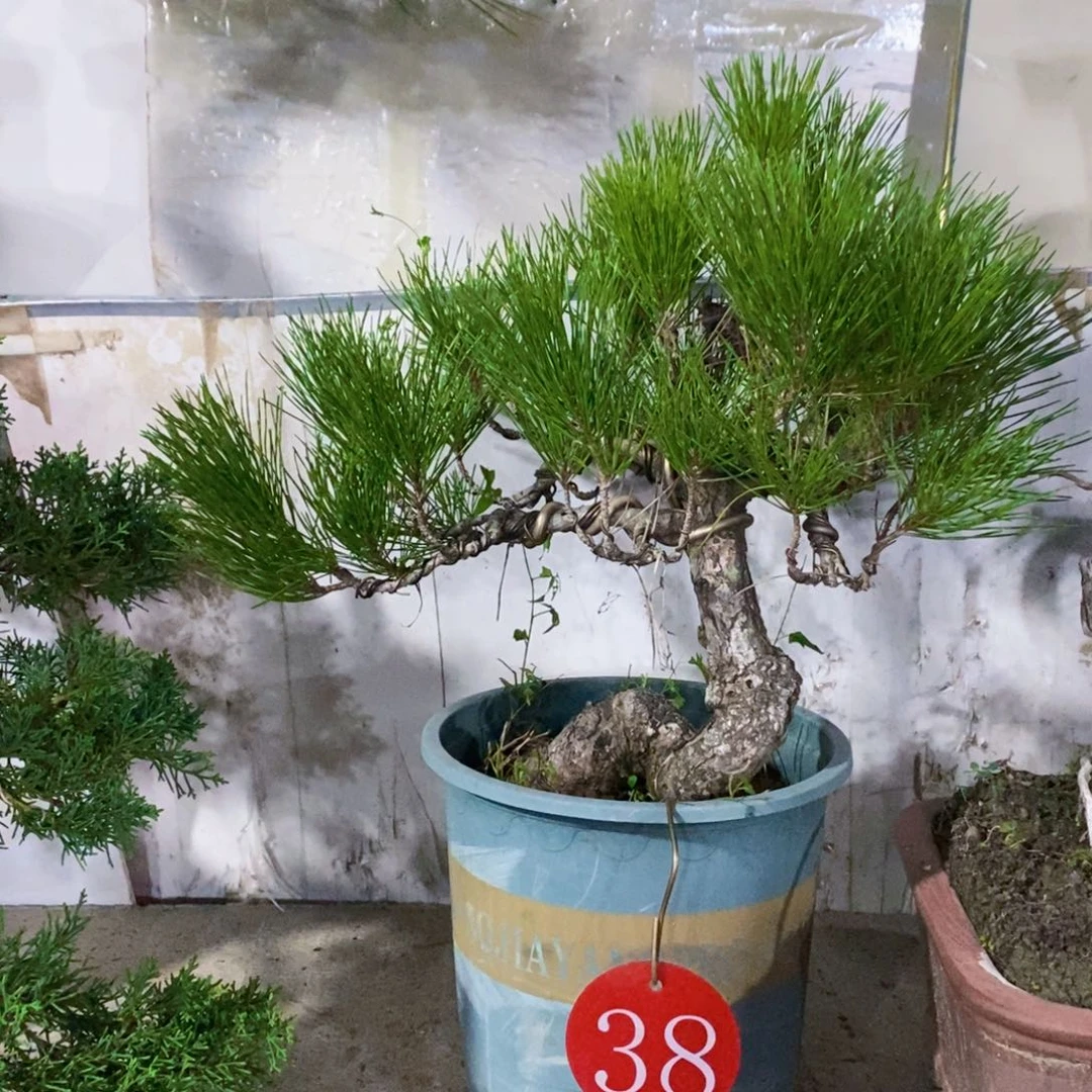 无花朵直播间一物一拍黑松