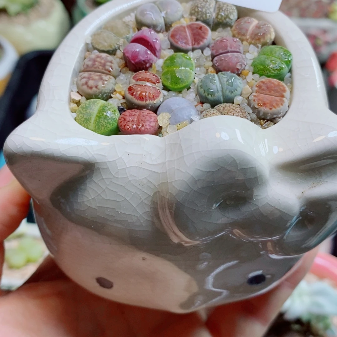 生石花花花花花花花454