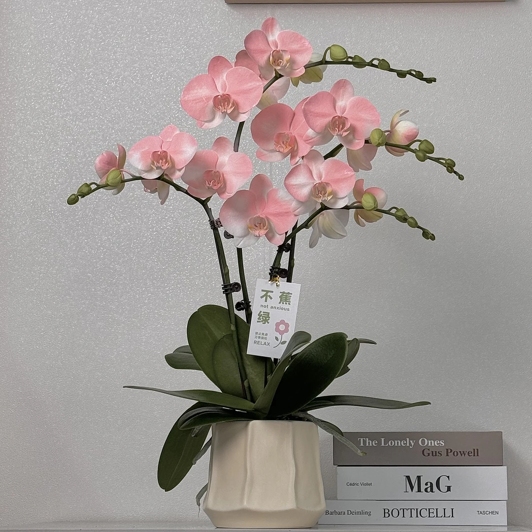 蝴蝶兰《水蜜桃》粉色系爆款 稀缺艺术喷色工艺好养有花有苞