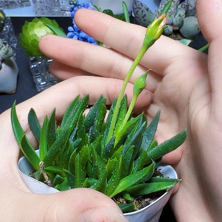 黄花照波一盆裸根一颗福利