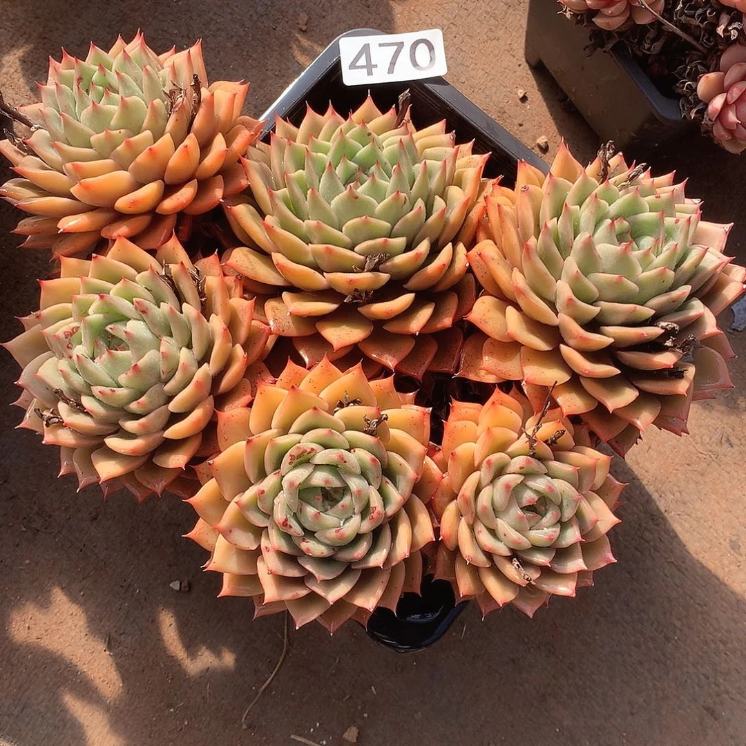 470 一物一拍多肉