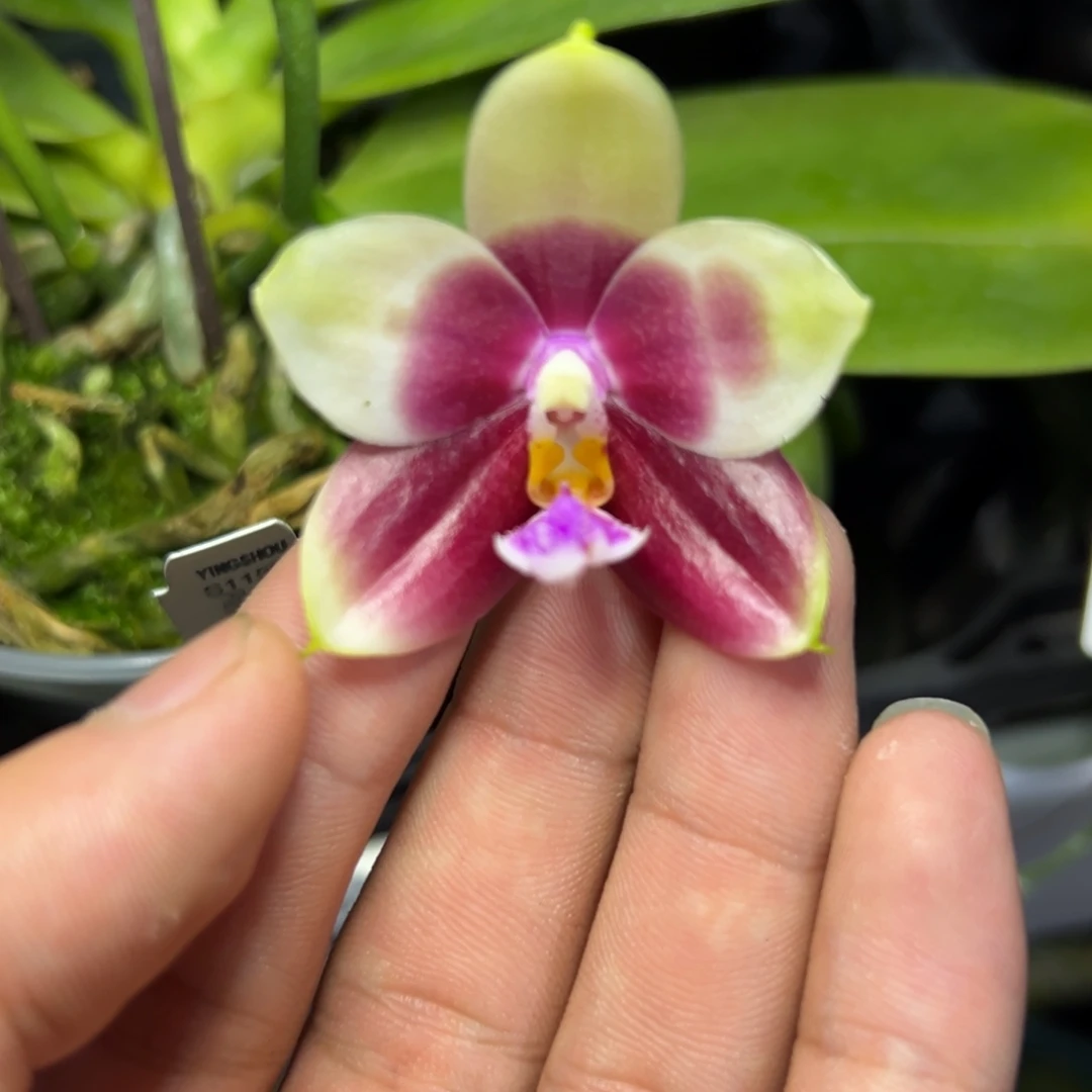 完全开放l316三寸ys1150