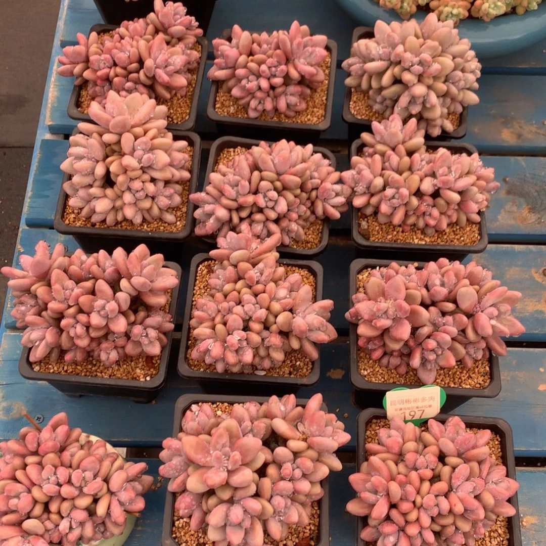 蜜多丽无砍平头女神节福利随机发