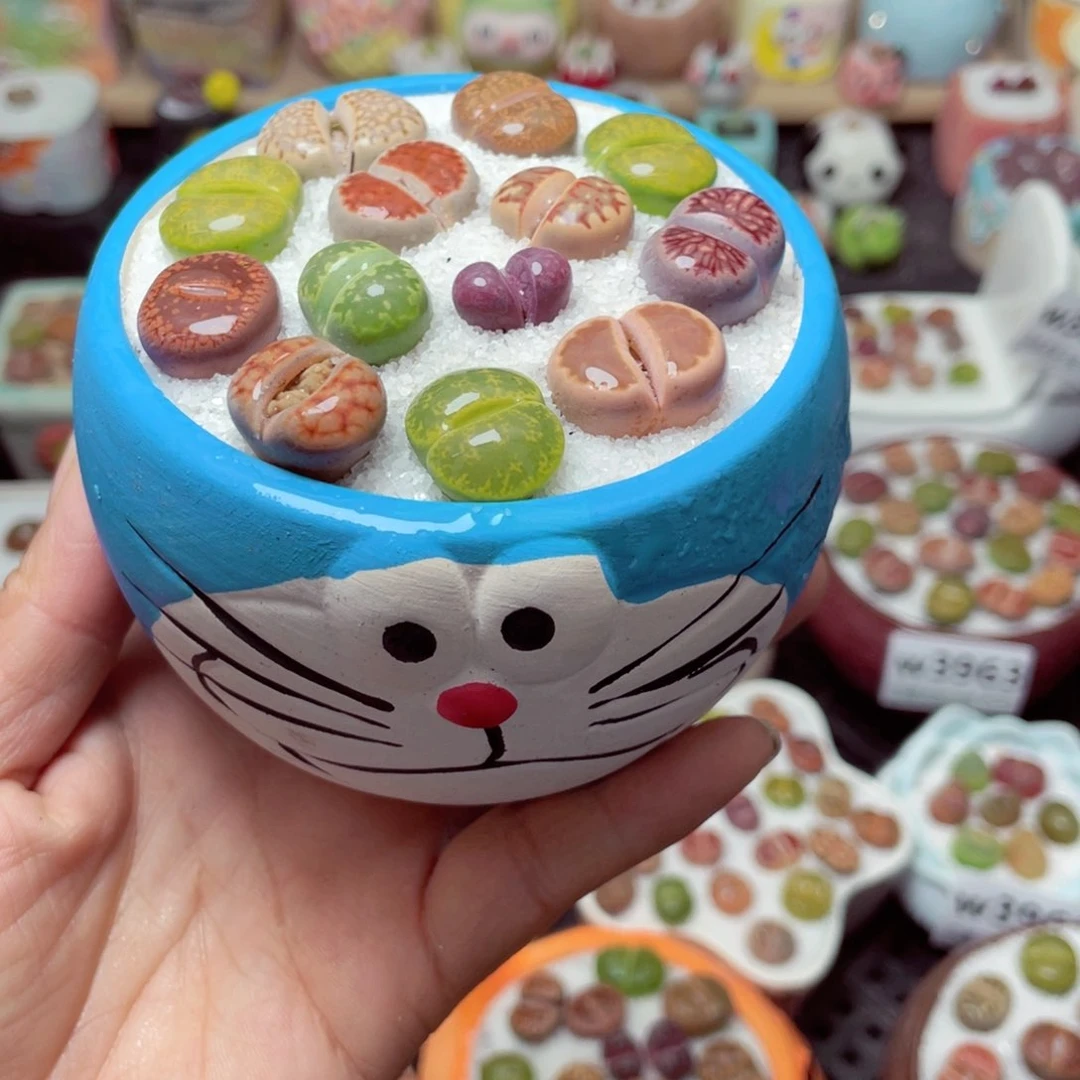 w3974 带盆土发货-零下地区拍保温箱